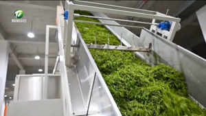 祁门:四月茶飘香 茶企生产忙 祁门:四月茶飘香 茶企生产忙