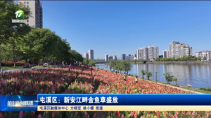 屯溪区：新安江畔金鱼草盛放