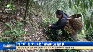 抢“鲜”机 黄山笋竹产业链条托起富民梦