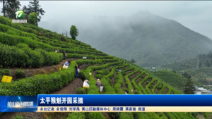 太平猴魁开园采摘