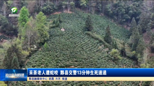 简讯 采茶老人遭蛇咬 黟县交警13分钟生死速递