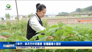 简讯 休宁：四月苎叶粿飘香 软糯藏着小美好