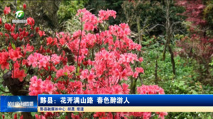 简讯 黟县：花开满山路 春色醉游人