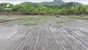 黟县 祁门县：再生稻插秧全面展开 农技护航促"一种两收"