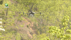 歙县：无人机飞防助力山核桃产业升级