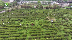 屯溪区：校企合作育人才 感悟徽茶魅力