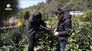 黟县：春茶采摘正当时 绿叶托起致富梦