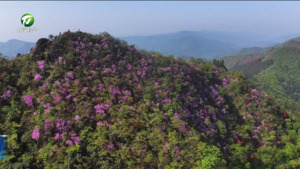 祁门：高山杜鹃漫山怒放 烂漫花海醉游人