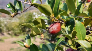 【奋进“十五五” 黄山往前赶】黄山区：做活林业产业 助力乡村振兴