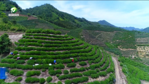 简讯：一季度我市出口茶叶1.5万吨