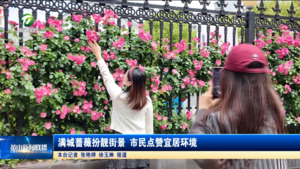 满城蔷薇扮靓街景 市民点赞宜居环境