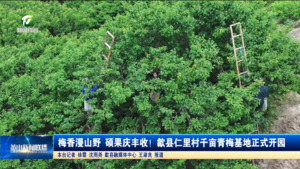 梅香漫山野 硕果庆丰收！歙县仁里村千亩青梅基地正式开园