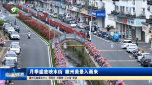 简讯：月季盛放映水街 徽州美景入画来