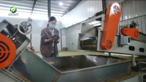 皖南最大单条茶叶生产线投产 日处理七万斤鲜叶