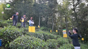 祁门：“云端”讲防控 绿色促增收