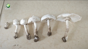 严防野生毒蘑菇风险 守牢守好舌尖安全关