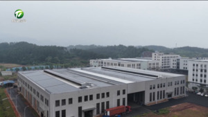 今年前四个月我市茶叶出口成绩亮眼 出口值占全省近八成