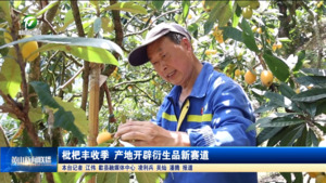 枇杷丰收季 产地开辟衍生品新赛道