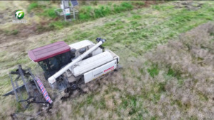 休宁县 黟县:抢收油菜确保颗粒归仓 休宁县 黟县:抢收油菜确保颗粒归仓
