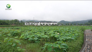 全省首单莲藕收入保险落地我市