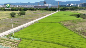 黟县：满满科技范 夏种跑出加速度