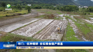 祁门：优种精耕 夯实粮食稳产根基