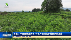 黟县：千亩蜜桃挂满枝 特色产业铺就乡村振兴致富路