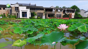 简讯：祁门：徽风荷韵醉古村