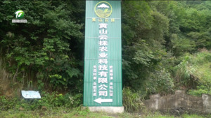 【比发展 讲奉献 重实干】黄山区：茶叶精加工项目加速落地投产 助力茶产业转型升级   