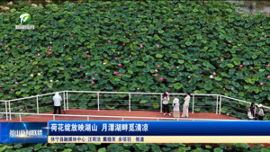 荷花绽放映湖山 月潭湖畔觅清凉