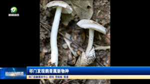 简讯：祁门发现鹅膏属新物种