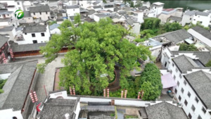 保护古树名木 传承生态文明