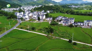 黄山区召开再生稻生产现场观摩会