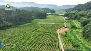 歙县：白玉丝瓜俏销省外 特色种植助农增收