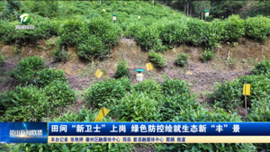 田间“新卫士”上岗 绿色防控绘就生态新“丰”景