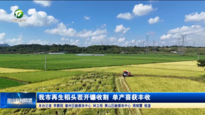 我市再生稻头茬开镰收割 单产喜获丰收
