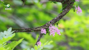 《牯牛降兰科植物图鉴》出版发行