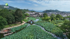 荷韵悠悠醉古村 徽派风光引游人