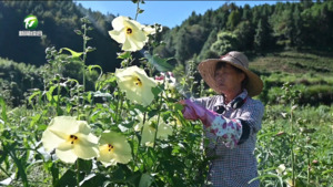简讯 祁门：一朵黄蜀葵 清香解秋燥