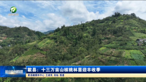 歙县：十三万亩山核桃林喜迎丰收季