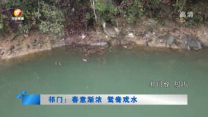 祁门：春意渐浓 鸳鸯戏水