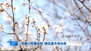 又是一年春光好  梅花盛开美如画