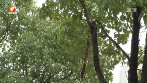 行道树挡道  管养部门来解决