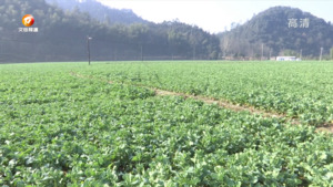 休宁：做足油菜文章 端好产业饭碗