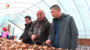 抛荒地种植羊肚菌 增效又增收