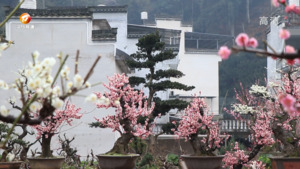 歙县：“赏花经济”带火乡村