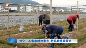 休宁：不负农时抢春光 竹荪种植助振兴