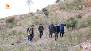 全省首单地方政策性山核桃保险在歙县生效