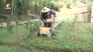 长春村：“中蜂”养殖 铺就“甜蜜”路