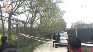 蛮牛“逃跑”   警方出动快速处置